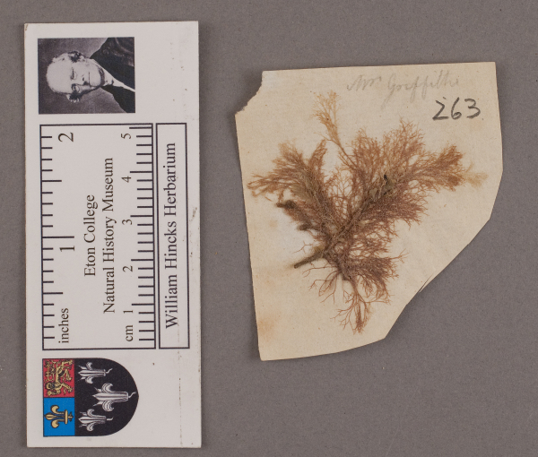 NHM_HH_1.263-2010 image NHM_HH_1.263-2010