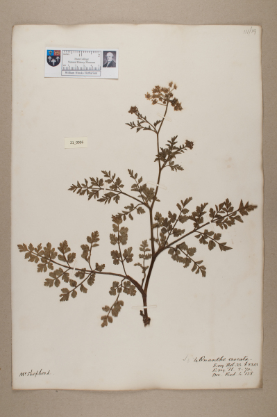 NHM_HH_21.56-2010 image NHM_HH_21.56-2010