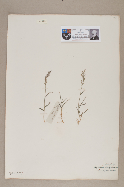 NHM_HH_35.51-2010 image NHM_HH_35.51-2010