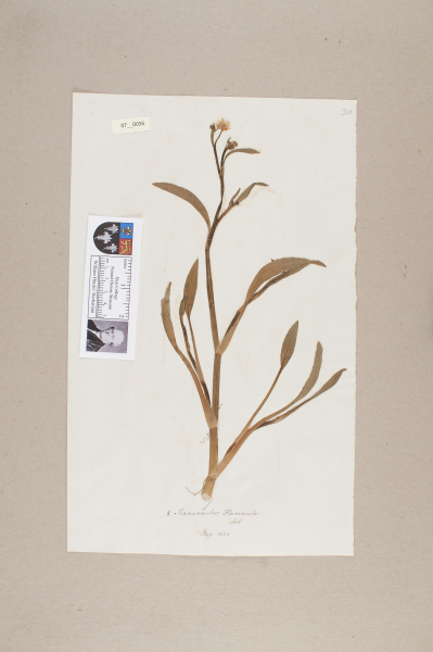 NHM_HH_7.56-2010 image NHM_HH_7.56-2010