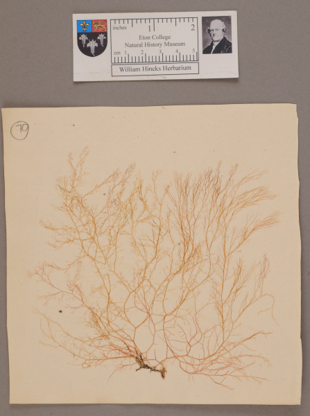 NHM_HH_1.70-2010 image NHM_HH_1.70-2010