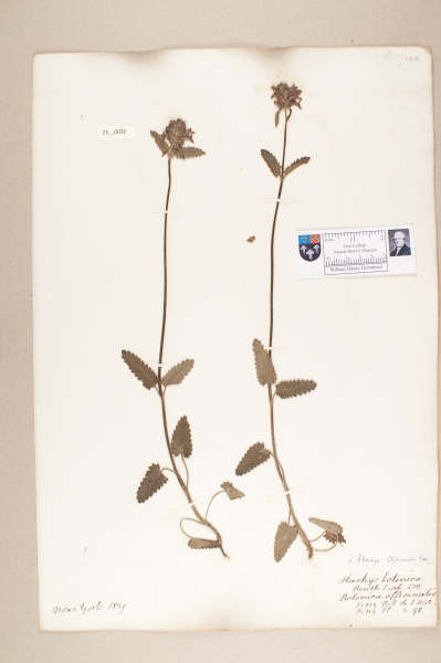 NHM_HH_23.32-2010 image NHM_HH_23.32-2010