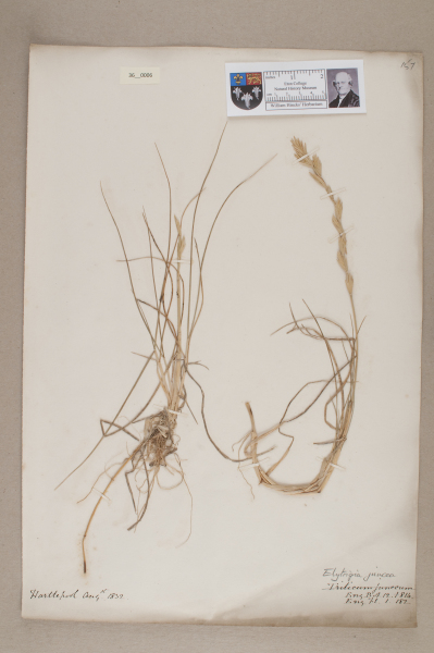 NHM_HH_36.6-2010 image NHM_HH_36.6-2010