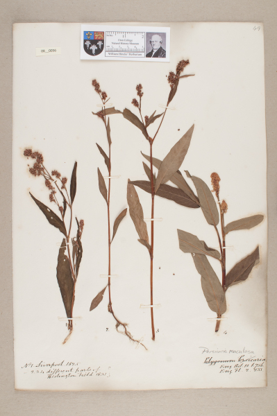 NHM_HH_8.56-2010 image NHM_HH_8.56-2010