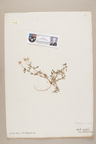 NHM_HH_10.66-2010 image NHM_HH_10.66-2010