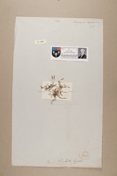 NHM_HH_25.1-2010 image NHM_HH_25.1-2010