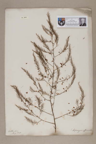 NHM_HH_38.43-2010 image NHM_HH_38.43-2010