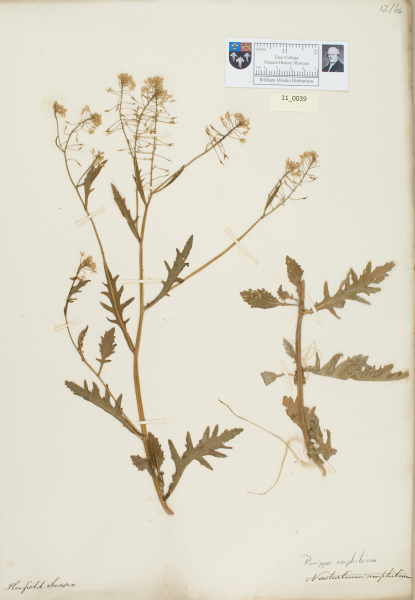 NHM_HH_11.39-2010 image NHM_HH_11.39-2010