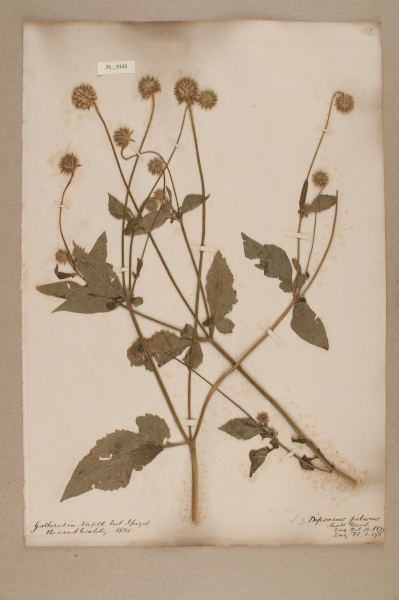 NHM_HH_26.103-2010 image NHM_HH_26.103-2010