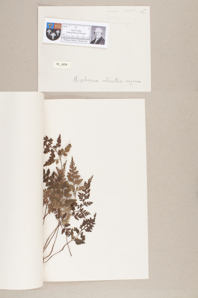 NHM_HH_4.78-2010 image NHM_HH_4.78-2010