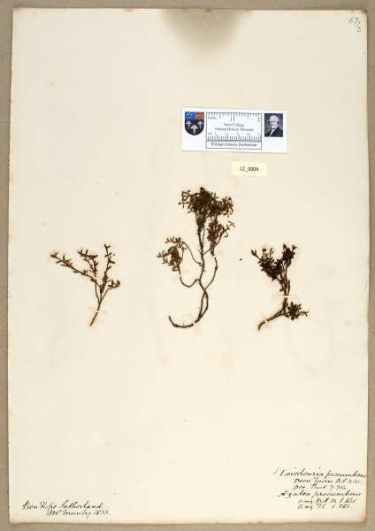 NHM_HH_12.4-2010 image NHM_HH_12.4-2010