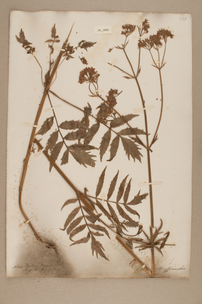 NHM_HH_26.93-2010 image NHM_HH_26.93-2010