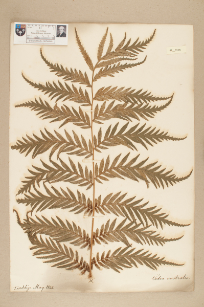 image NHM_HH_41.118-2010