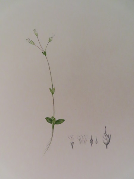 FDA-E.2916_10_19-2016-A image FDA-E.2916_10_19-2016-A