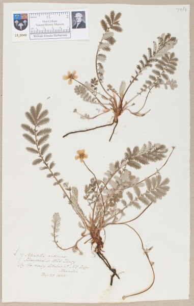 NHM_HH_13.49-2010 image NHM_HH_13.49-2010