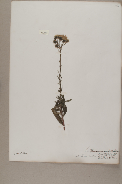 NHM_HH_28.66-2010 image NHM_HH_28.66-2010