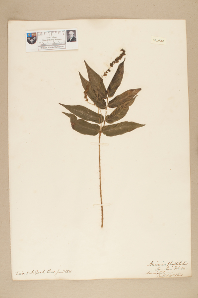 NHM_HH_41.52-2010 image NHM_HH_41.52-2010