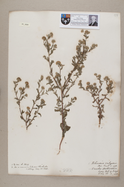 NHM_HH_29.9-2010 image NHM_HH_29.9-2010