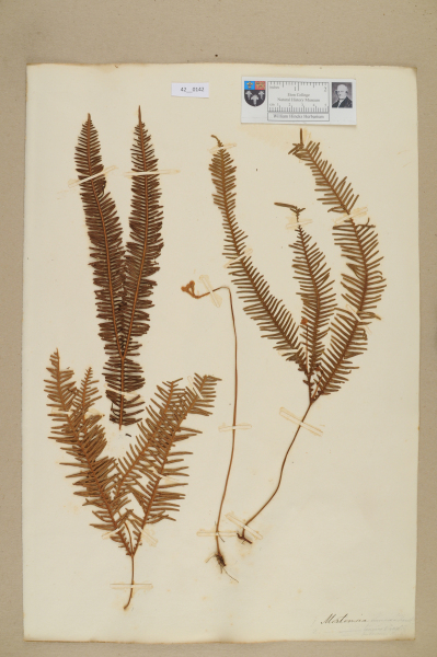 NHM_HH_42.142-2010 image NHM_HH_42.142-2010