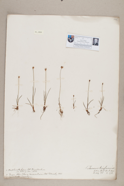 NHM_HH_31.26-2010 image NHM_HH_31.26-2010