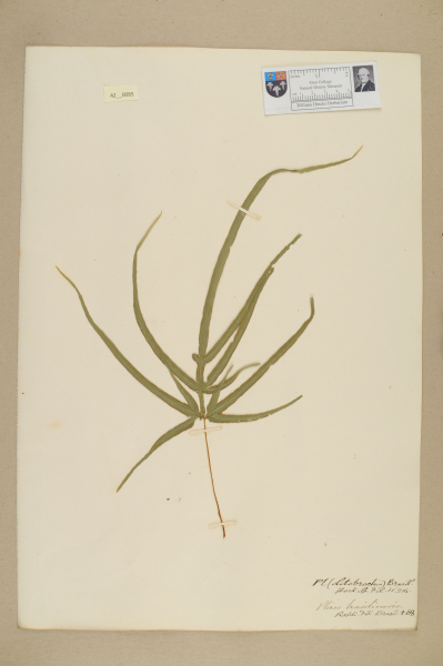 NHM_HH_42.85-2010 image NHM_HH_42.85-2010