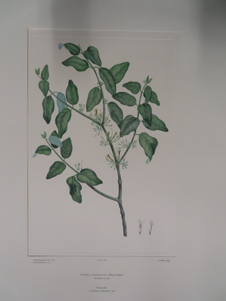 image FDA-E.2916_18_13-2016-A