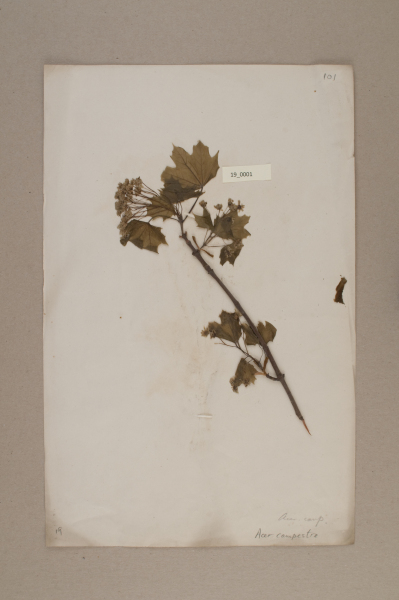 NHM_HH_19.1-2010 image NHM_HH_19.1-2010