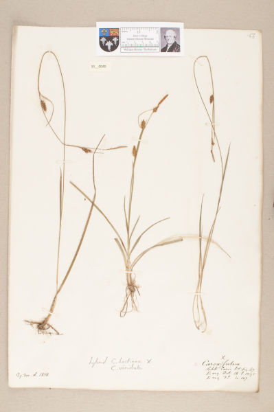 NHM_HH_33.40-2010 image NHM_HH_33.40-2010