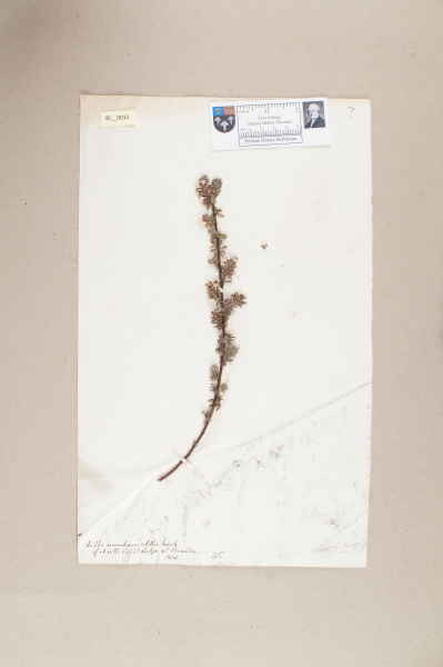 NHM_HH_45.15-2010 image NHM_HH_45.15-2010