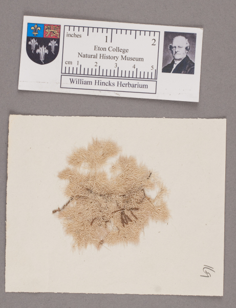 NHM_HH_1.169-2010 image NHM_HH_1.169-2010