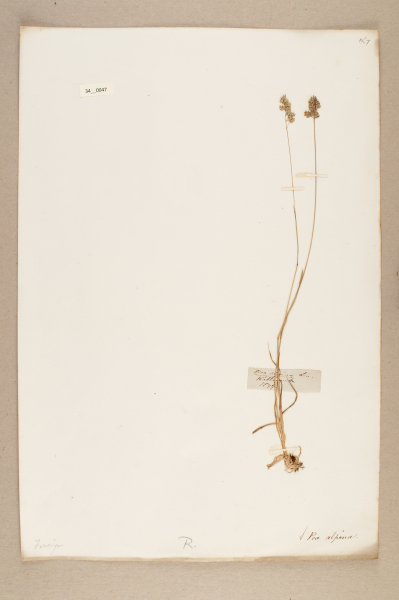 NHM_HH_34.47-2010 image NHM_HH_34.47-2010