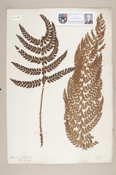 NHM_HH_5.80-2010 image NHM_HH_5.80-2010