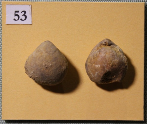 NHM.514-2017 image NHM.514-2017