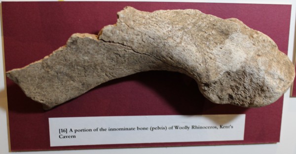 NHM.187-2016 image NHM.187-2016