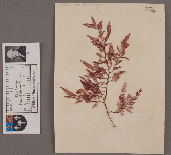 NHM_HH_1.274-2010 image NHM_HH_1.274-2010