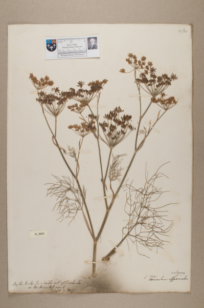 NHM_HH_21.65-2010 image NHM_HH_21.65-2010