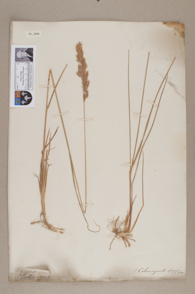 NHM_HH_35.60-2010 image NHM_HH_35.60-2010