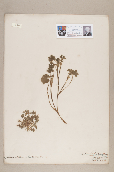 NHM_HH_7.65-2010 image NHM_HH_7.65-2010