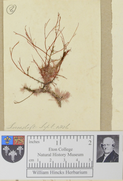 NHM_HH_1.8-2010 image NHM_HH_1.8-2010