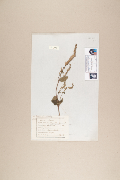 NHM_HH_23.45-2010 image NHM_HH_23.45-2010