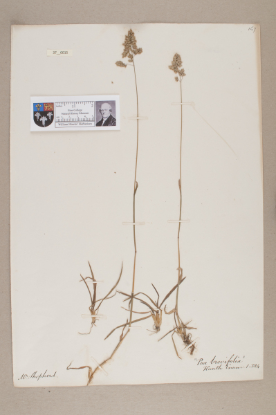 NHM_HH_37.15-2010 image NHM_HH_37.15-2010