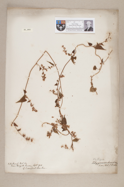 NHM_HH_8.65-2010 image NHM_HH_8.65-2010