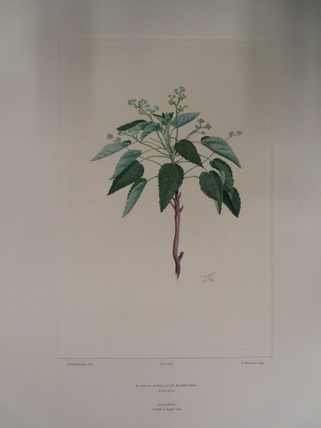 image FDA-E.2916_31_11-2016-A