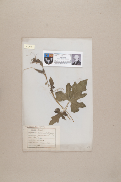 NHM_HH_10.75-2010 image NHM_HH_10.75-2010