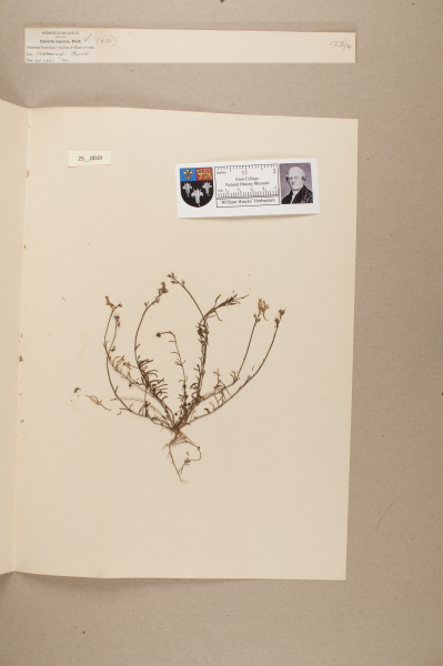 NHM_HH_25.19-2010 image NHM_HH_25.19-2010