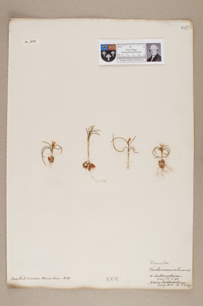 NHM_HH_39.10-2010 image NHM_HH_39.10-2010