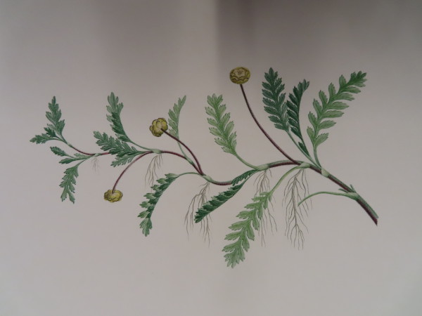 image FDA-E.2916_33_14-2016-A