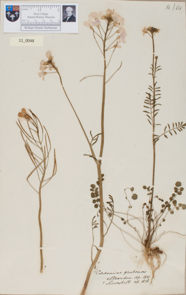 NHM_HH_11.48-2010 image NHM_HH_11.48-2010