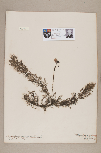 NHM_HH_26.112-2010 image NHM_HH_26.112-2010