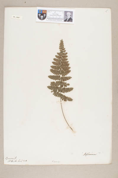 NHM_HH_4.87-2010 image NHM_HH_4.87-2010